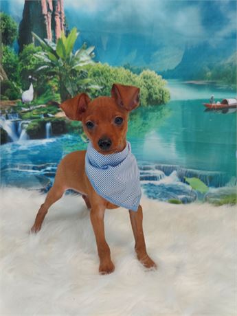 Miniature Pinscher