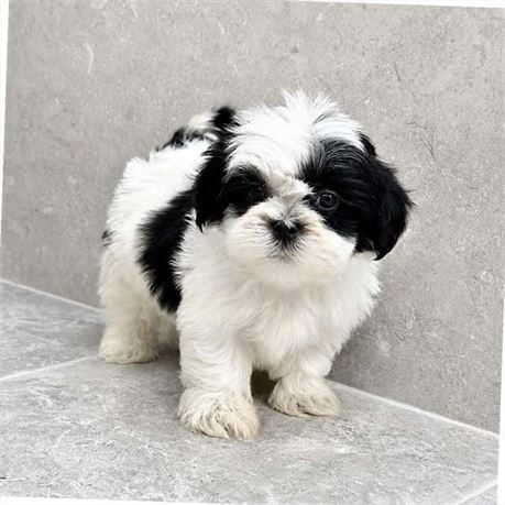 Shihtzu 26211-01