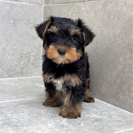 Yorkie 26209-04