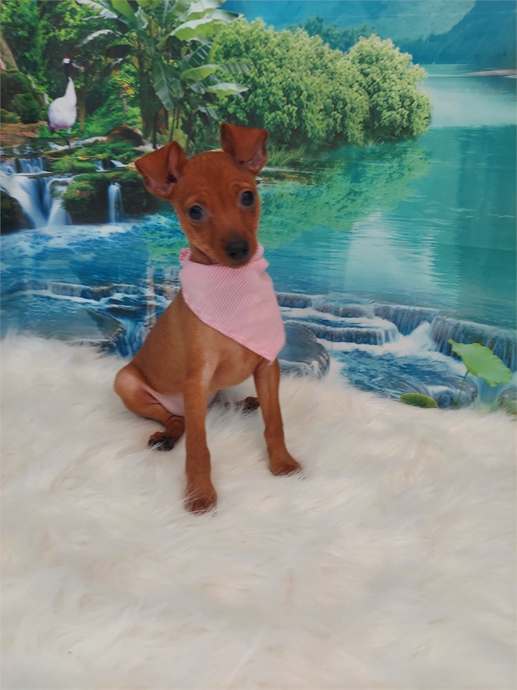 Miniature Pinscher