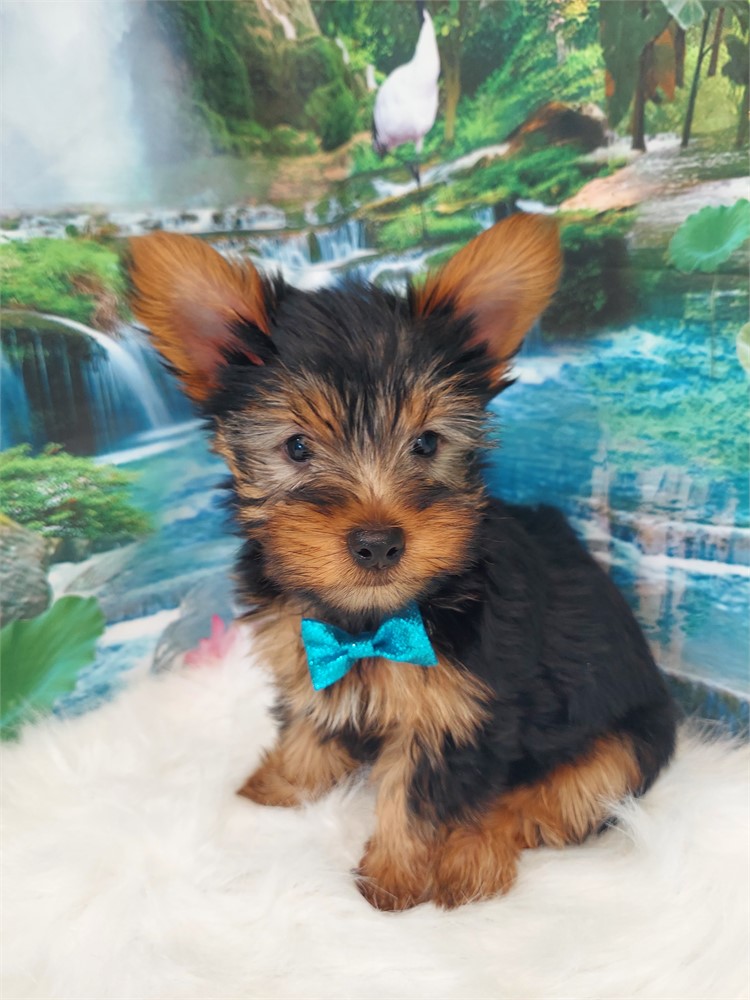 Yorkshire Terrier