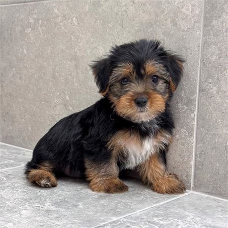 Yorkie 26209-02