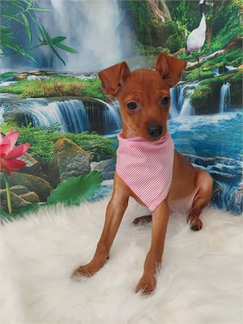 Miniature Pinscher