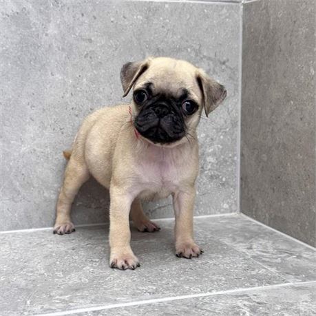 Pug 26214-02