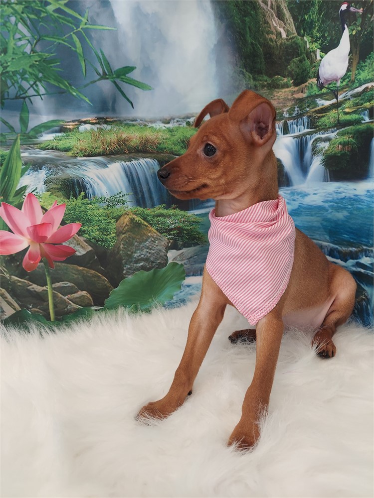 Miniature Pinscher