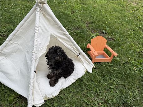 Poodle - Verona’s # 1 (M)