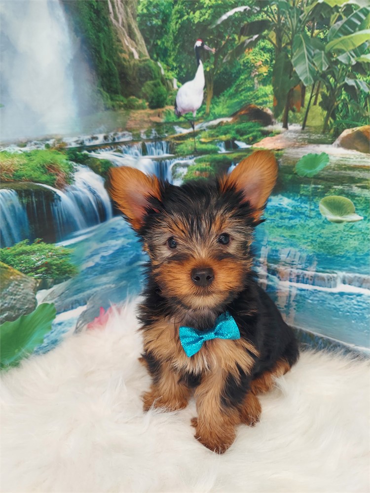 Yorkshire Terrier