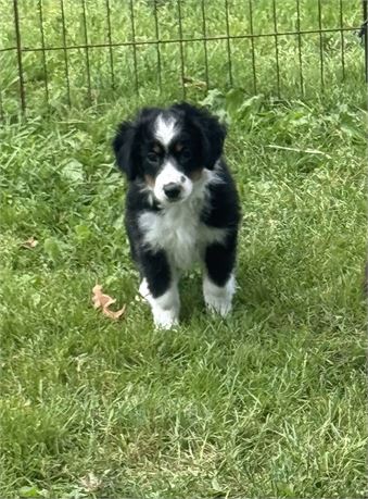 NICE LITTLE MINI AUSSIE (F)