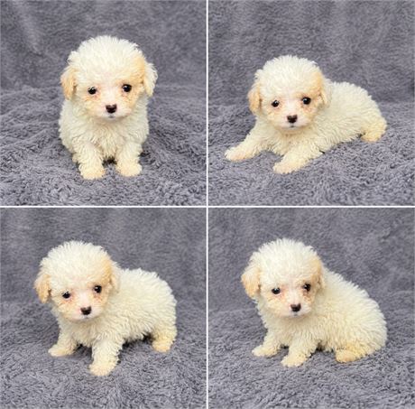 Toy Poodle female