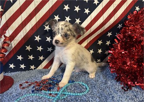 TINY 2 lb MALE ALEX