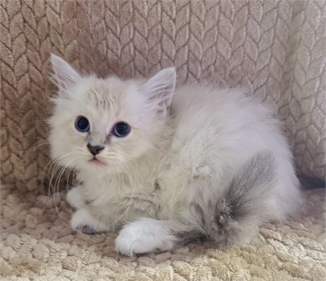 RAG DOLL MALE KITTEN - CLEAN USDA