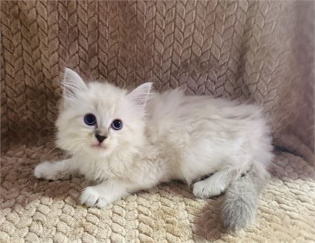 RAG DOLL FEMALE KITTEN - CLEAN USDA