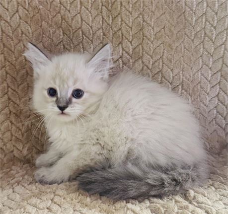 RAG DOLL MALE KITTEN -CLEAN USDA