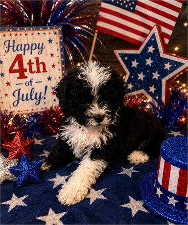 Toy Poodle male