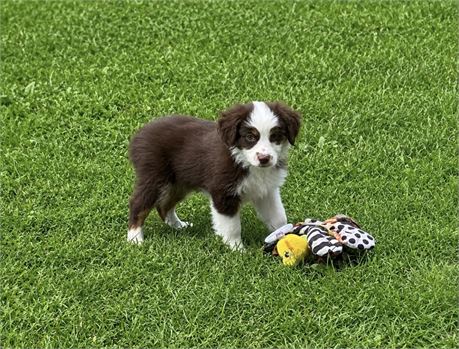 NICE LITTLE MINI AUSSIE (M)