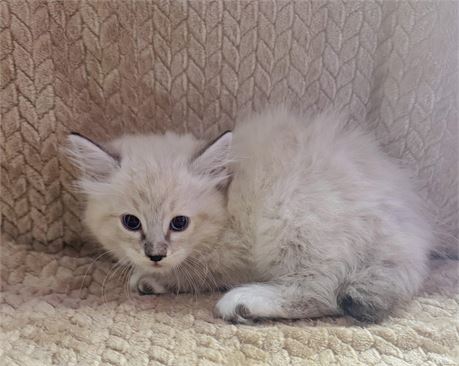 RAG DOLL MALE KITTEN - CLEAN USDA
