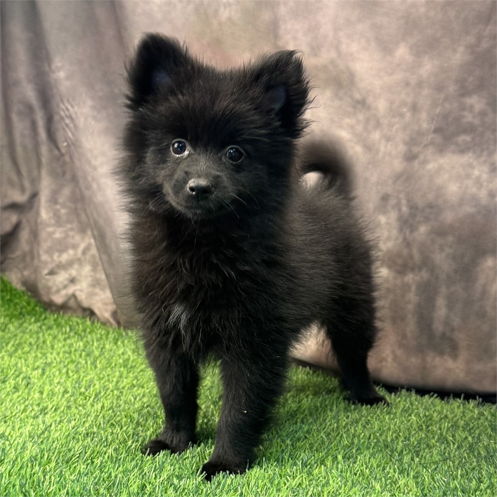Bigger black female Pomeranian