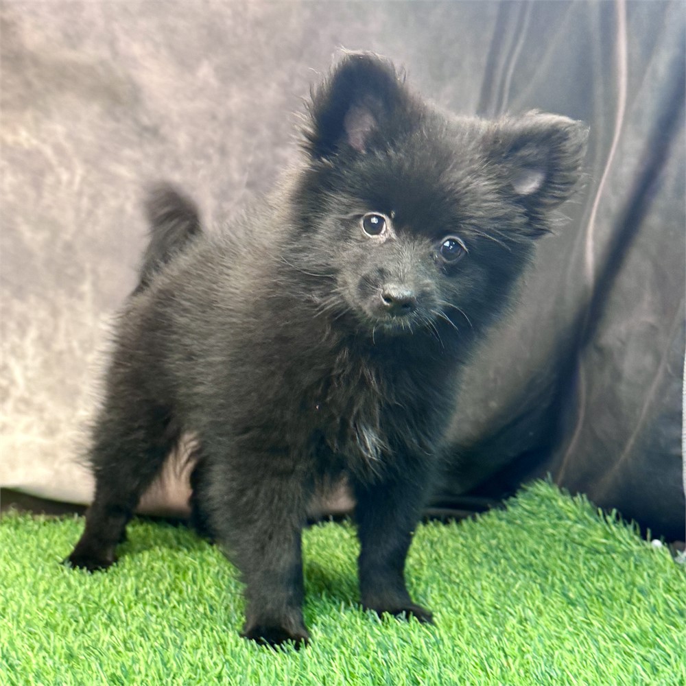 Bigger black female Pomeranian