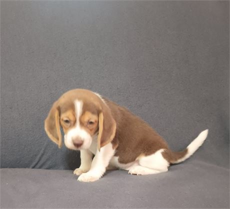 Beautiful chocolate white and tan female