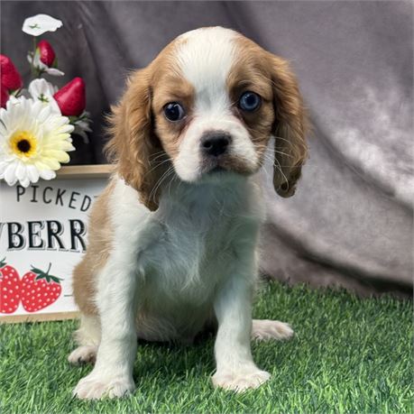 Beautiful Blenheim Male Cavalier