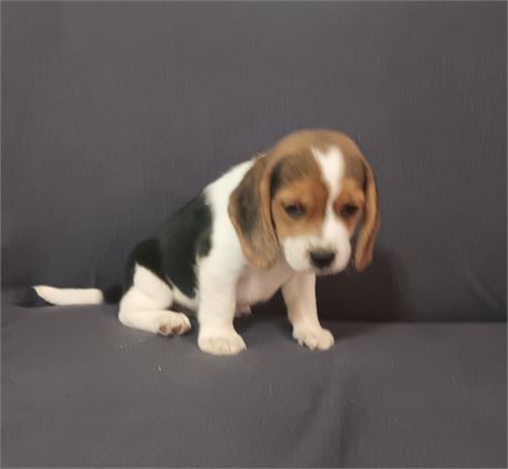 Beautiful black white and tan male