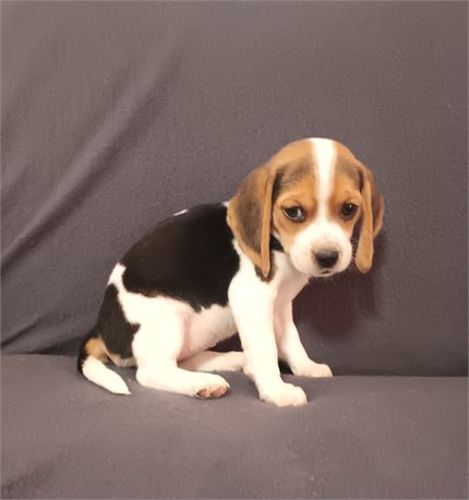 Beautiful black white and tan female