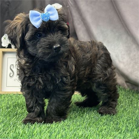 Adorable Female Morkie-Poodle