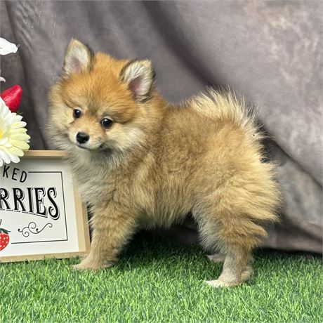 Gorgeous, heavy coated male red sable Pomeranian