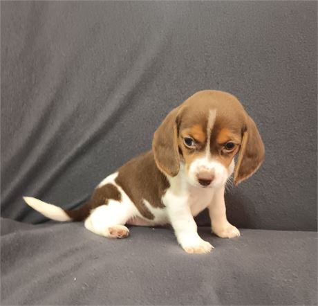 Beautiful chocolate white and tan female