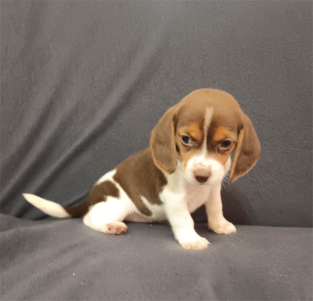 Beautiful chocolate white and tan female