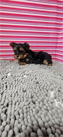 Female 1.5