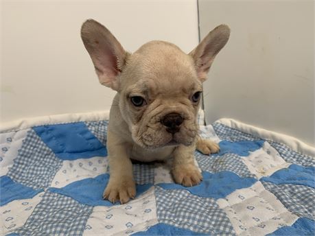 AKC Male 😍