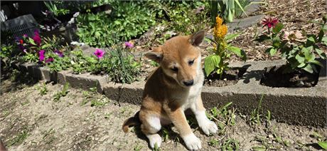 Shiba F 1