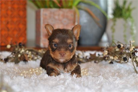 "You are PAW-fection” Chocolate Yorkie Male USDA Clean