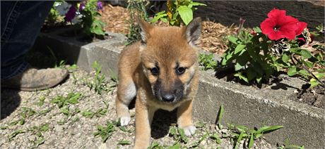 Shiba M 2