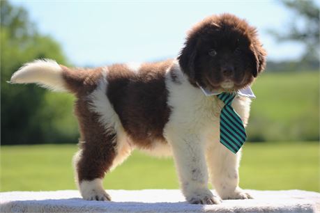 USDA Clean. Health testing. AKC Brown and White