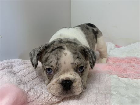 AKC Female 😍#3