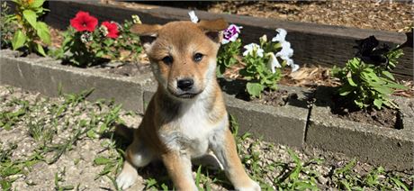 Shiba M 1