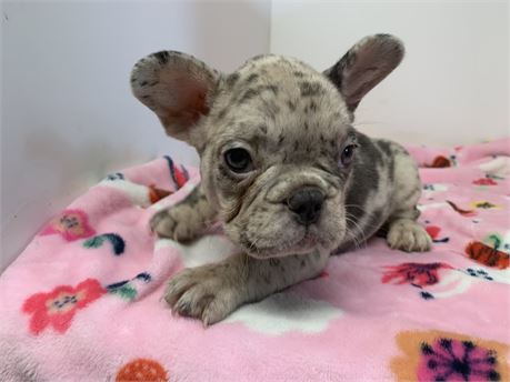 AKC Female 😍#2