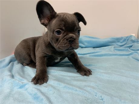 AKC Male ❤️