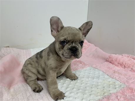 AKC Female ❤️