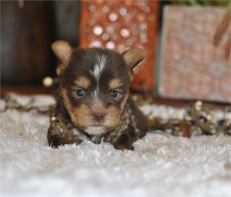 "Summertime Scamper” Chocolate Yorkie Male USDA Clean