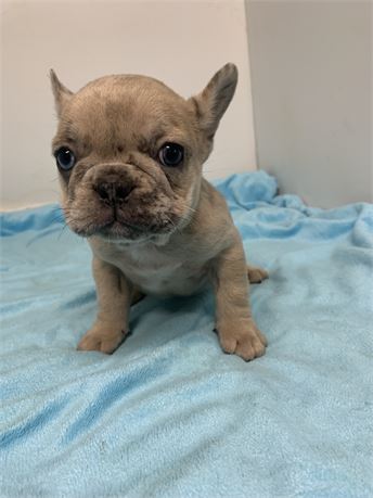 AKC Male 😍#2