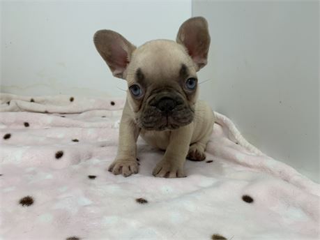 AKC Female 😍#1