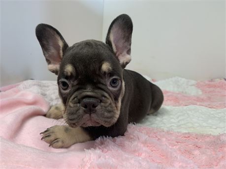 AKC Female 😍#4