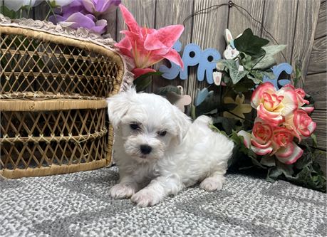 Male Maltese