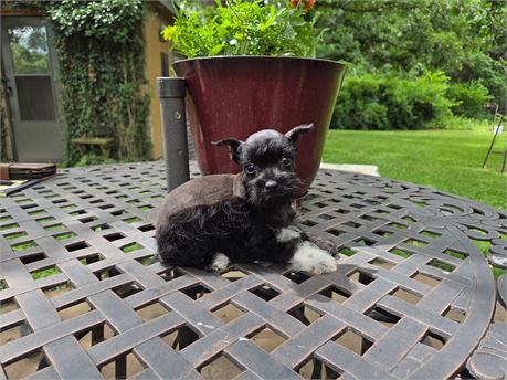 BOOT' S TOY SCHNAUZER M#2  2.4 LBS