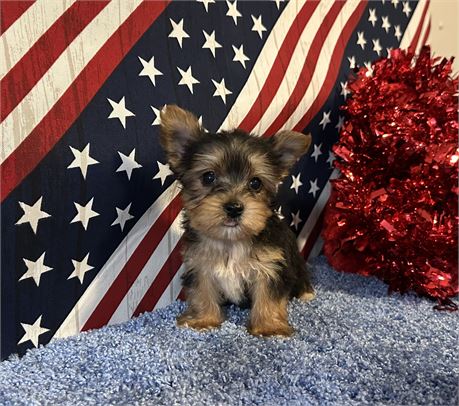 TINY 1.9 MALE TEDDY