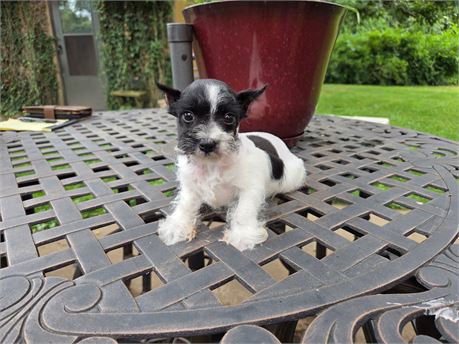 BOOT' S TOY SCHNAUZER M#1  2.2 LBS