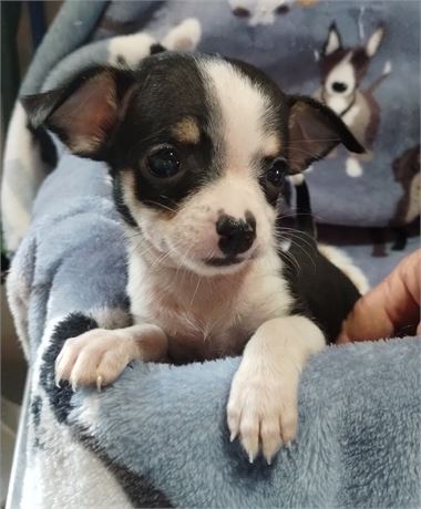 APRI female Chihuahua